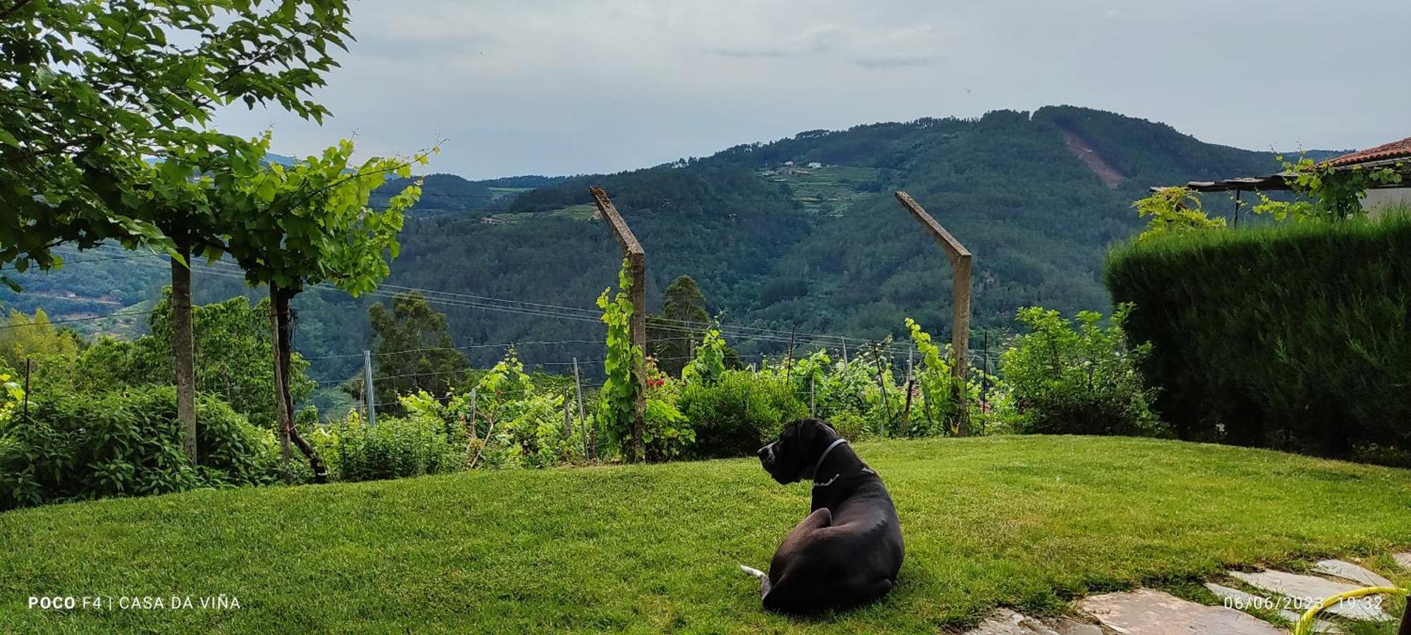 Casa Da Vina - Ribeira Sacra Villa Nogueira De Ramuin Kültér fotó